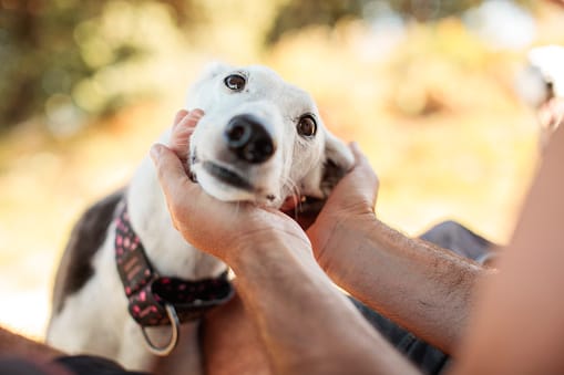 Animal Law & Pet Defense